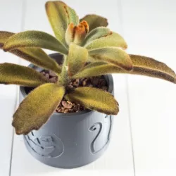 2019 Halloween Succulent Planter