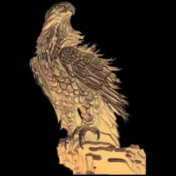 Bald eagle