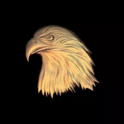 bald eagle