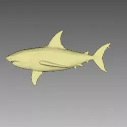 big shark