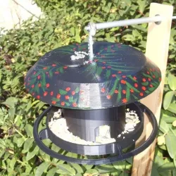 Bird grain dispenser for birds