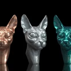 Cat sphynx