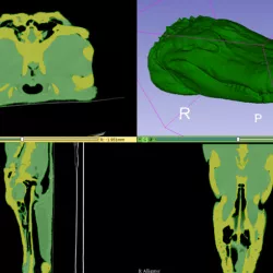 Gator the Alligator - CT scan
