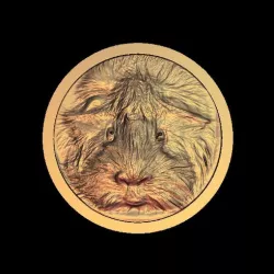 guinea pig face cute