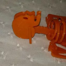 human skeleton