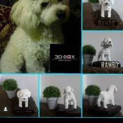 I AM 3D-BOX : TEDDY, RAMBO,VIGO