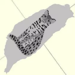 Leopard cat, Taiwan