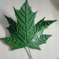 Maple Leaf