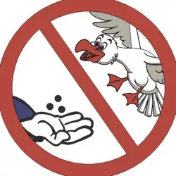 No bird feeding please - MMU Sign