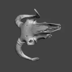 Ram scull real scan (For remixes)