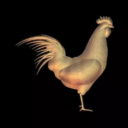 rooster