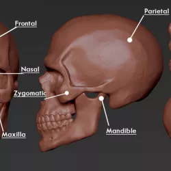 Skull
