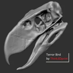 Terror bird skull - Andalgalornis