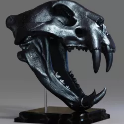 Tiger Skull
