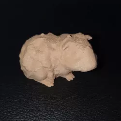 turkey pig (scanner with telephone, treat with (photo recap) on PC)