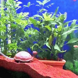 turtle for aquarium