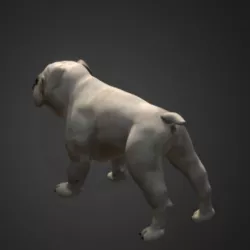 Bulldog