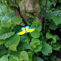 Butterfly - Wiggly colorful blobs for the garden or flowerpot)
