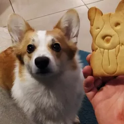 Cookie Cutter Nessie the Corgi