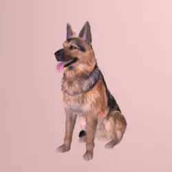 German Shepherd