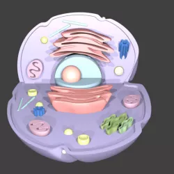 human cell