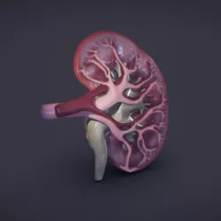Kidney