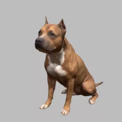 Pitbull