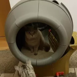 Self cleaning cat toilett / Cat litter box