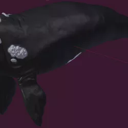Whale