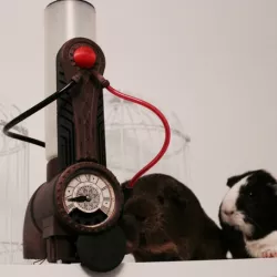 Amnesia a machine for guinea pigs