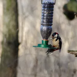 Bird Feeder 38 mm XL