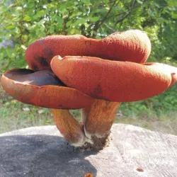 boletus