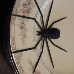 Crazy Spider