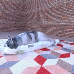 DOG husky