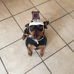 DogeVision