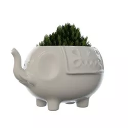 Elephant Vase Plant