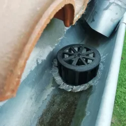 gutter toad