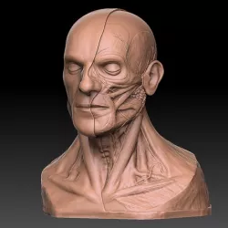 Human Head Artistic Anatomy 3D Print