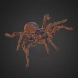 King Baboon Tarantula