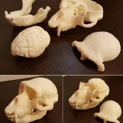 Monkey skull and brain