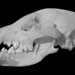 Parahyaena brunnea, Brown Hyena  skull