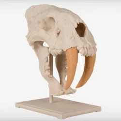 Saber-Toothed Cat Skull