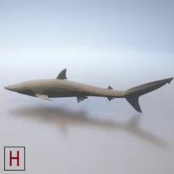 Shark - low poly