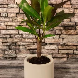 Smal planter