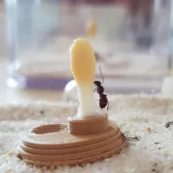 Small Ant Feeder