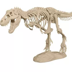 T-Rex Skeleton