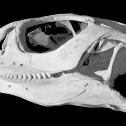 Uromastyx hardwickii, Indian Spiny-tailed Lizard skull