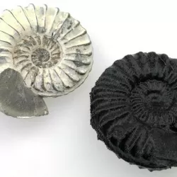 Ammonite