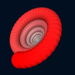 Ammonite
