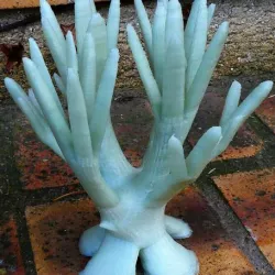 arbre